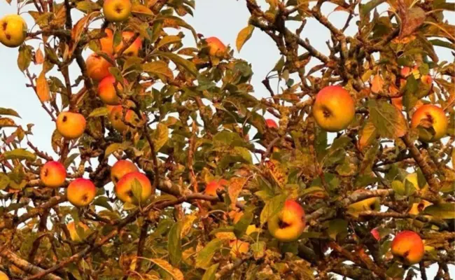 Städtische Obstbäume zum Selberernten